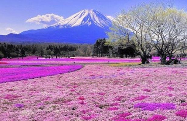 Private Mount Fuji and Hakone One Day Tour