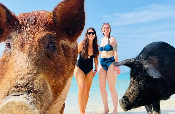 Half Day - Pigs, Turtles, Snorkel & Lunch