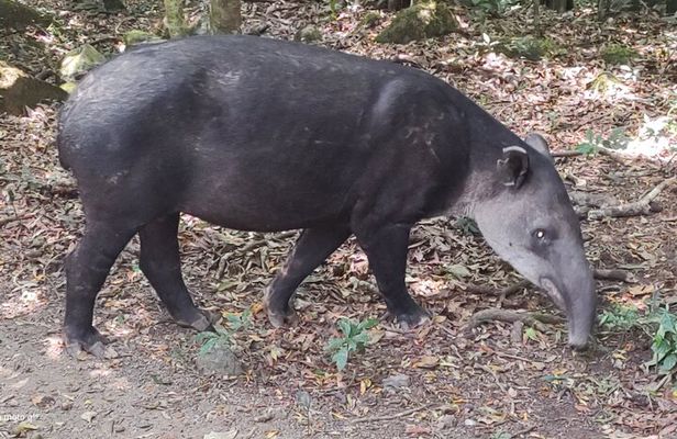 Rincon de la vieja volcano hike + hot springs volcanic mud