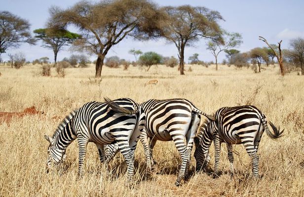 4-Day Private Safari in Mikumi & Ruaha National Parks