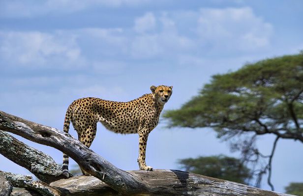 5 Day Serengeti to Ngorongoro Tanzanian Safari Tour