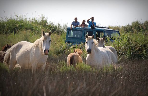 Aigues Mortes: 4x4 photo safari in the Camargue 