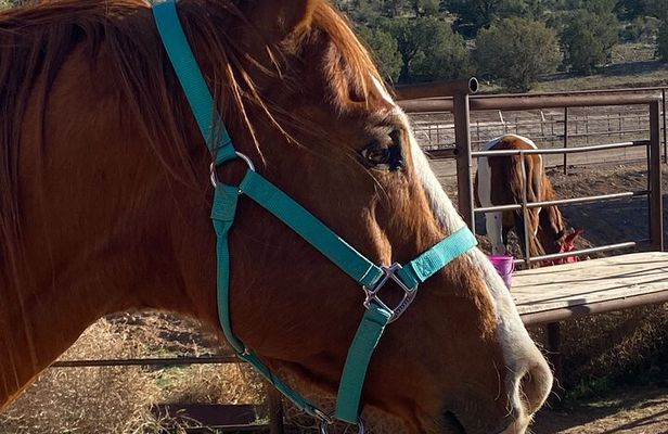 Grand Canyon Horseback Tour