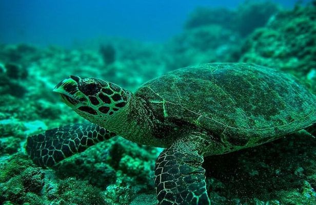 Snorkeling Tour at Caño Island 