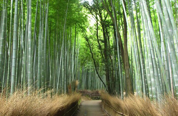 Kyoto Bus Tour: Arashiyama, Kinkaku-ji, Fushimiinari Shrine