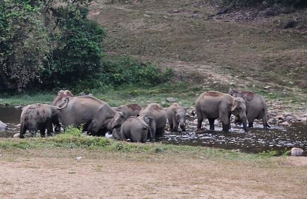Anakkulam Wild Elephant Visiting(Jeep tour)