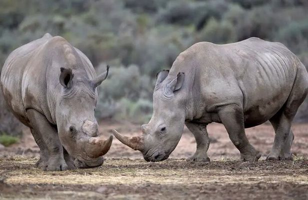Big 5 Safari One Day Tour