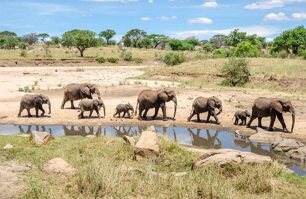 4 Days Luxury Tanzania Safari Tarangire and Serengeti Adventure