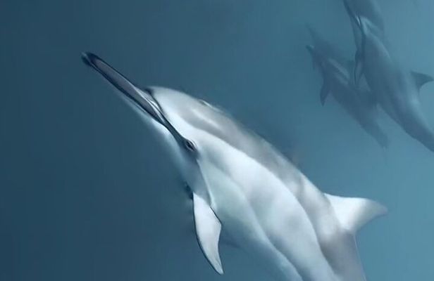 Magic Moments: Intimate Meeting with the Dolphins