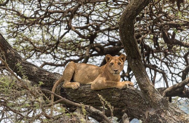 3-Day Serengeti & Ngorongoro Adventure: Budget Safari