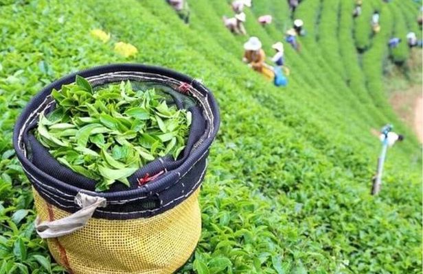 Bogor Puncak "Tea Plant & Paragliding" Interactive Private Driver