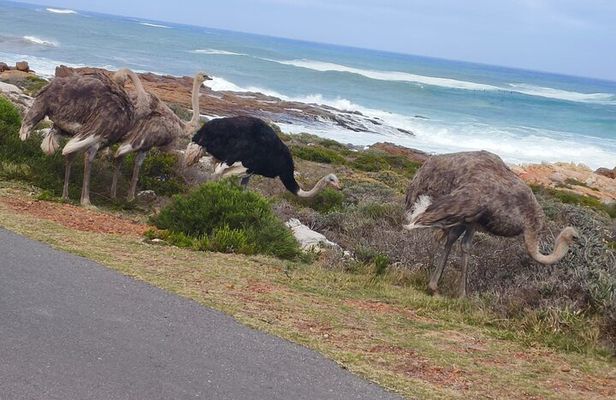 Full Day Cape Peninsula tour in private car