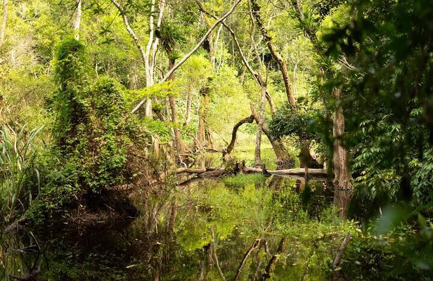 Full Day Trekking Cat Ba National Park, Viet Hai Village, biking