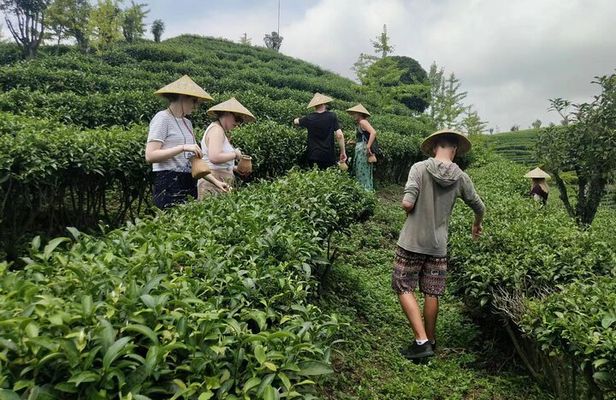 Qixianfeng Tea Plantation Tour in Yangshuo