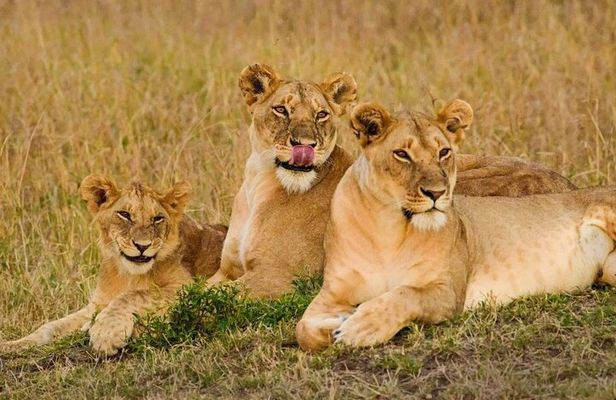 3 Days Masai Mara Group Joining Safari