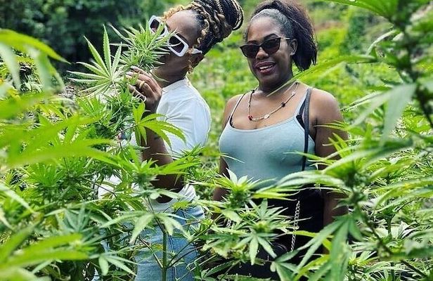 Jamaica Farm Private Dispensary Tour Montego Bay