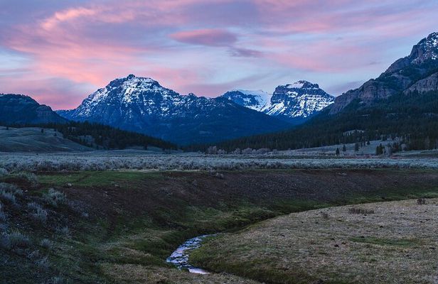 Full Day Wildlife Photography Tour In Yellowstone National Park
