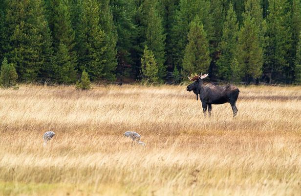 Full Day Guided Wildlife Photography Tour In Yellowstone