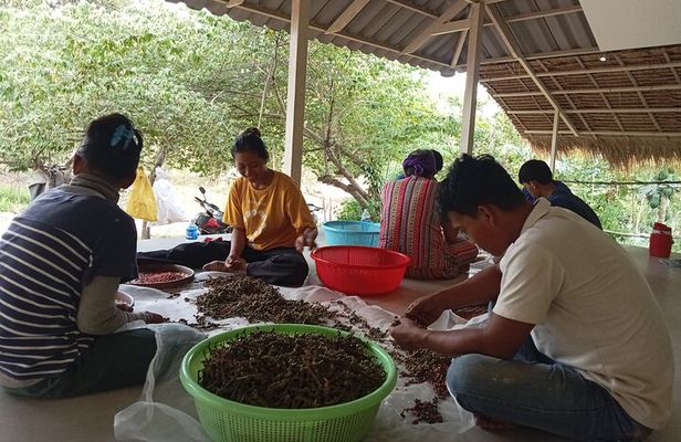 Kampot/Cambodia pepper farm . Cave. lake. Kep Crab market & more.