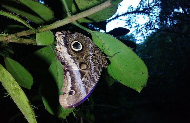 Private Night Observation Hike