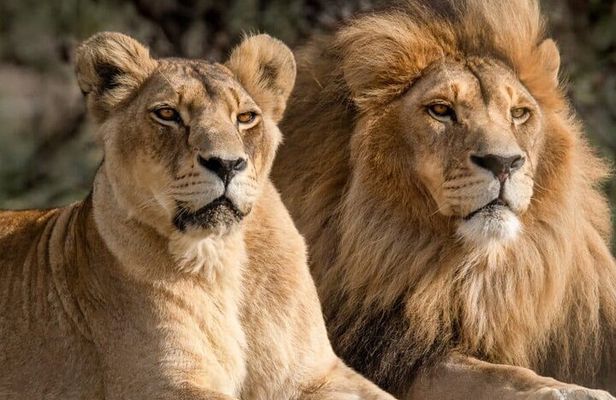 Aquila Reserve Safari with Lunch and Wine Tasting