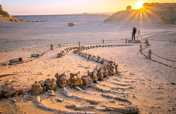 Wadi el Hitan Tour from Cairo