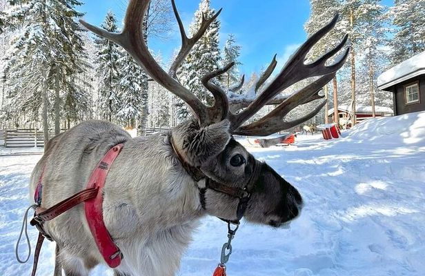 Arctic Huskies & Reindeers, Snowshoeing in Wildness
