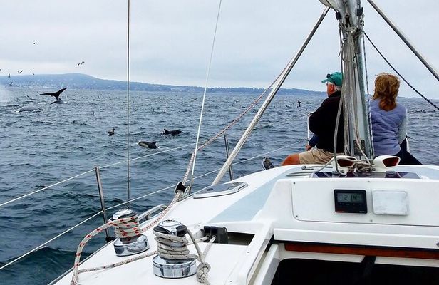 Monterey Private 3 - 4 Hour Whale Watching Cruise
