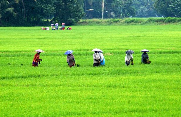 5 Nights 6 Days in Kerala Hills and Backwaters