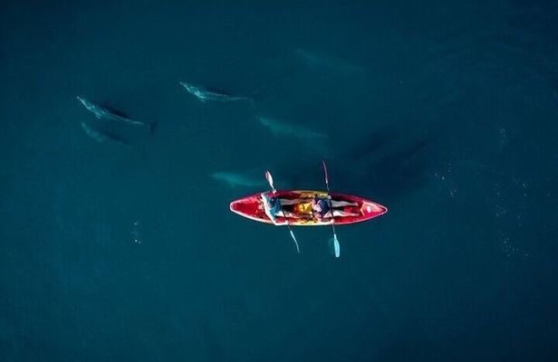 Guided Kayak 2 Hours Activity with Dolphins