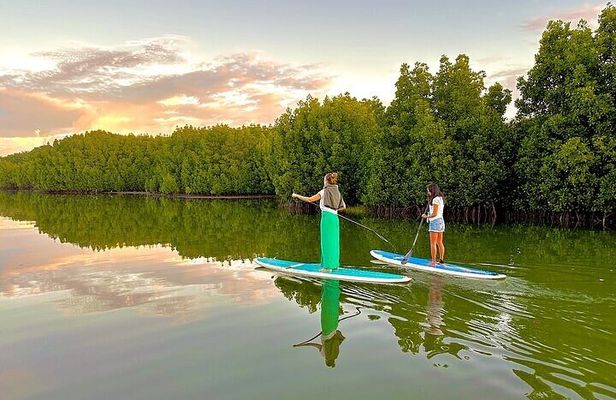 Guided Stand Up Paddle on Tamarin River