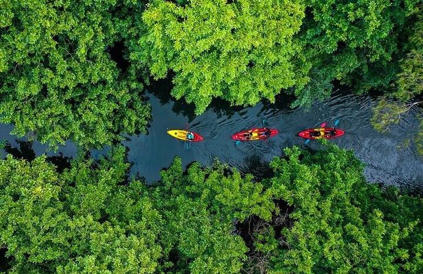 Afternoon Guided Kayak Activity on the Tamarin River