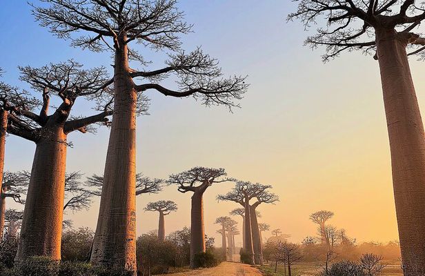 11 Days Private Tour in Madagascar