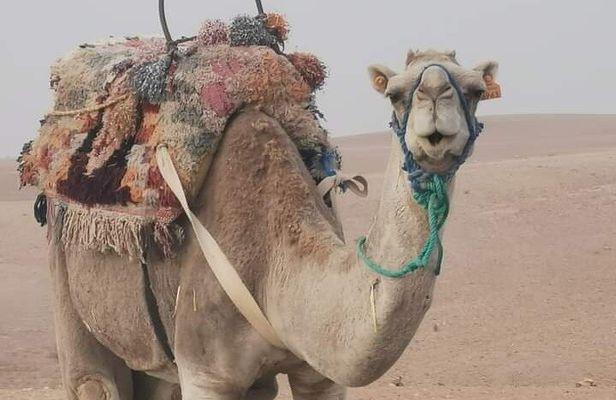Private Camel Ride in Agafay Desert with Dinner Included