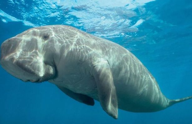 Marsa Mubarak Boat Trip with Dugongs and Turtles in Marsa Alam