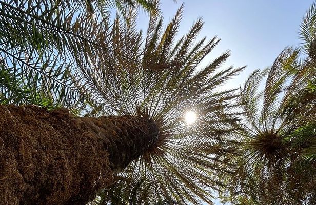 Elite Crete: Kourtaliotiko Canyon & Preveli Palm Oasis
