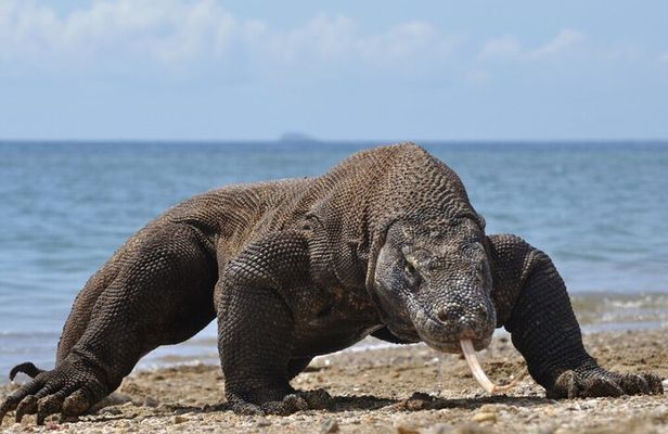 Lombok to Komodo sailing trip 4 days 3 nights
