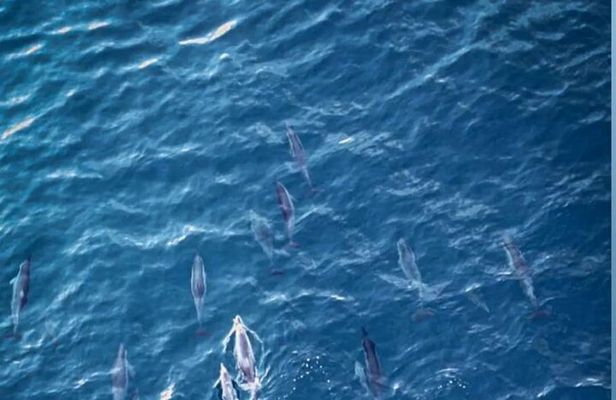 Private Morning Dolphin Watching Snorkeling and Seafood BBQ 