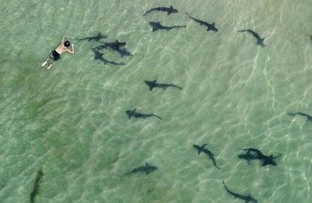 La Jolla Snorkel with the Leopard Sharks