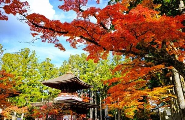 Mt Koya and Kishi Station 1 Day Bus Tour from Osaka