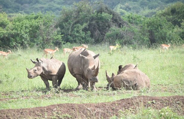 Nairobi National Park Half day trip with 4x4 Safari Land Cruiser
