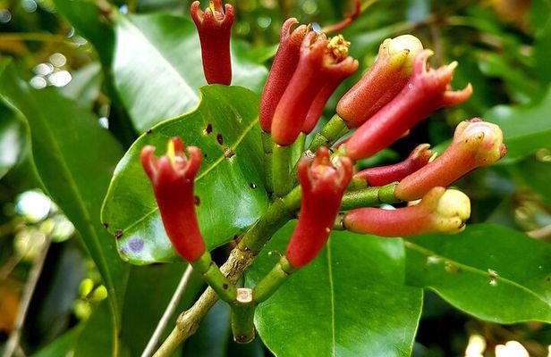  Spice Farm with Cooking Class + Lunch and Stone town (City tour)