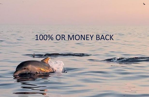 Dolphin Sunset Adventure with Speedboat