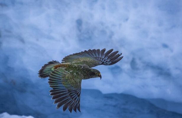 Queenstown to Franz Josef via Wanaka Small Group Day Tour (1-Way)