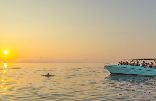 Exclusive Dolphin Watching in Mallorca from Port Alcudia