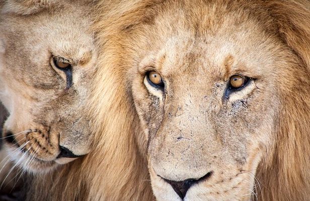 Big 5 Aquila Safari Full Day Tour and Lunch