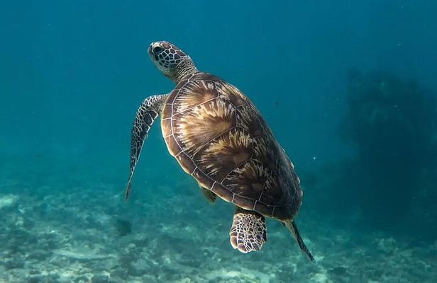 7-Hour Private Guided Tour in Mauritius with Snorkeling and Lunch