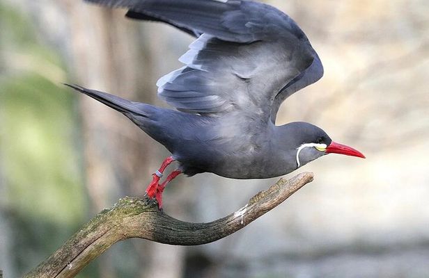 Birdwatching & Landscaping Tour in Lima