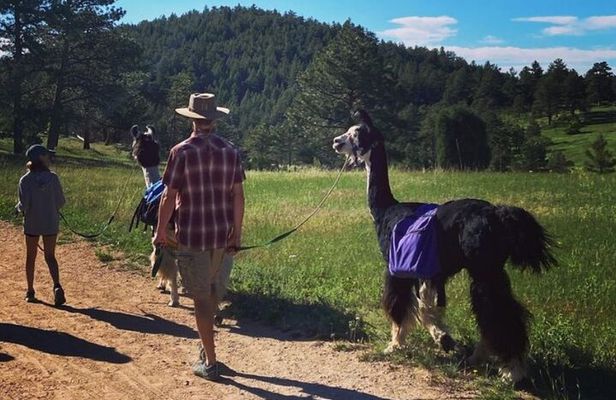Guided Llama Hike in the Rocky Mountains