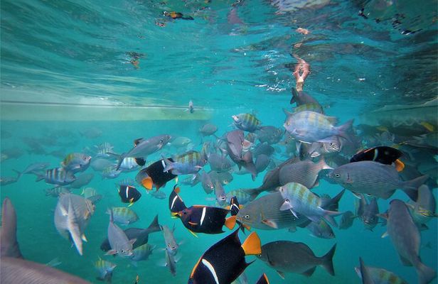 Cabo Wonders: Snorkeling at the Arch in Cabo
